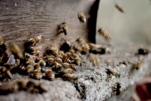 propolis w podologii